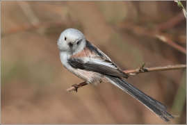 <p>MLYNAŘÍK DLOUHOOCASÝ (Aegithalos caudatus) Šluknovsko /Long-tailed-tit - Schwanzmeise/</p>